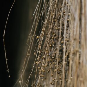 Photo Asbestos fibers