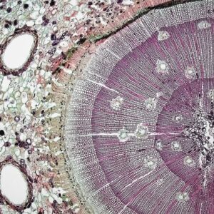 Photo Microscopic view