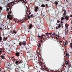 Photo Microscopic view