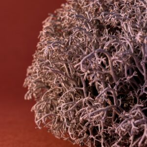 Photo What is the Terminal Illness Mesothelioma?