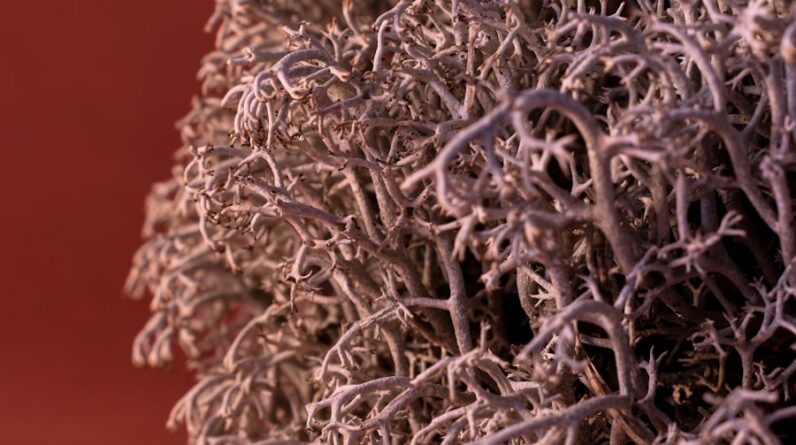 Photo What is the Terminal Illness Mesothelioma?