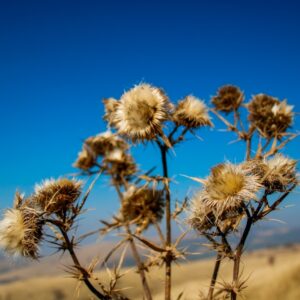 Photo Mesothelioma Cancer Attorney In Orem Utah