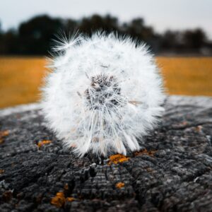 Photo Mesothelioma Cancer Attorney In Rock Hill South Carolina